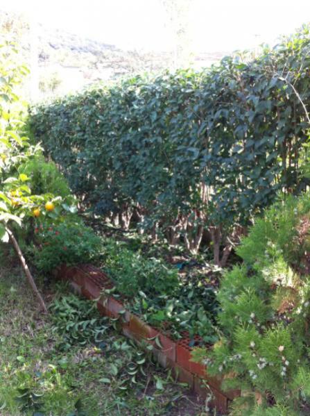 Name:  IMG_0538 (448 x 600).jpg
Views: 1026
Size:  58.2 KB
