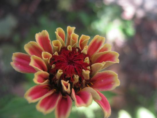 Name:  zinnia.JPG
Views: 1874
Size:  38.8 KB