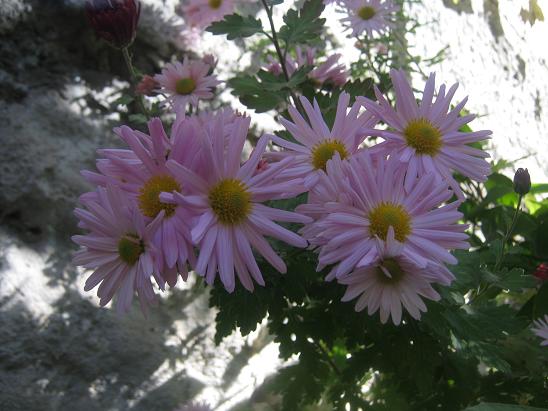 Name:  pembe kasmpat.JPG
Views: 2033
Size:  54.3 KB