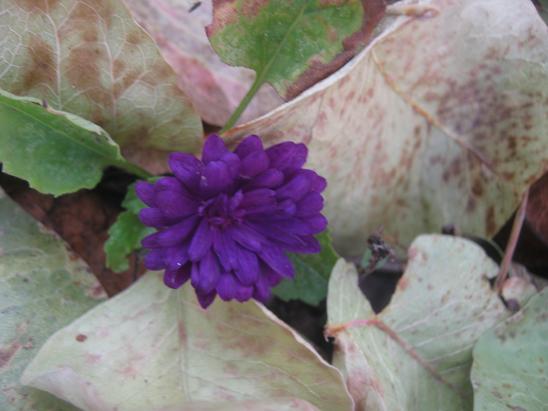 Name:  mor aster.JPG
Views: 1889
Size:  43.2 KB