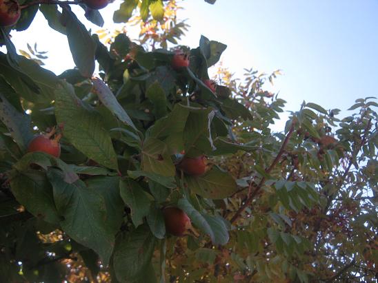 Name:  mumula.JPG
Views: 1695
Size:  53.3 KB