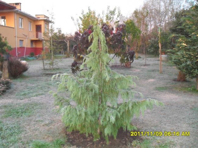 Name:  009.jpg
Views: 908
Size:  58.4 KB