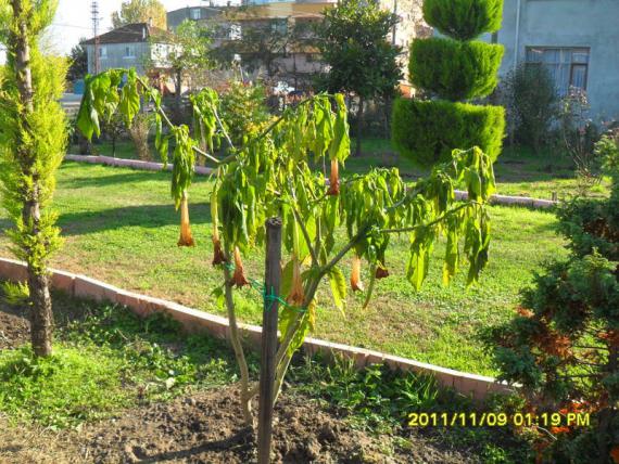 Name:  039.jpg
Views: 1240
Size:  72.6 KB