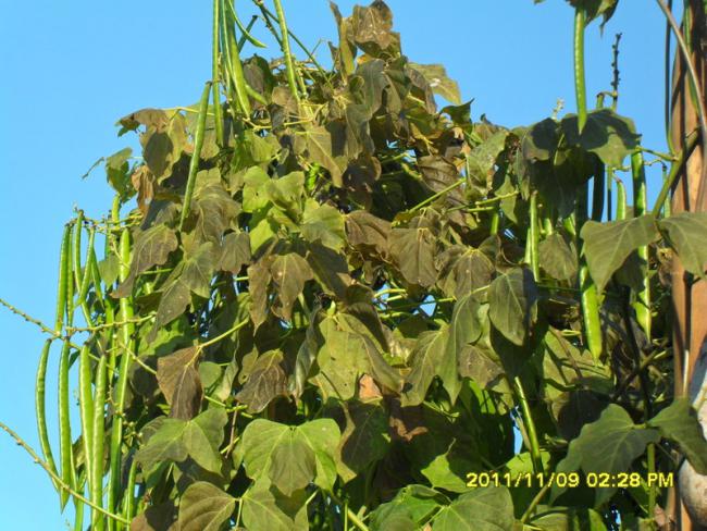 Name:  062.jpg
Views: 917
Size:  68.0 KB