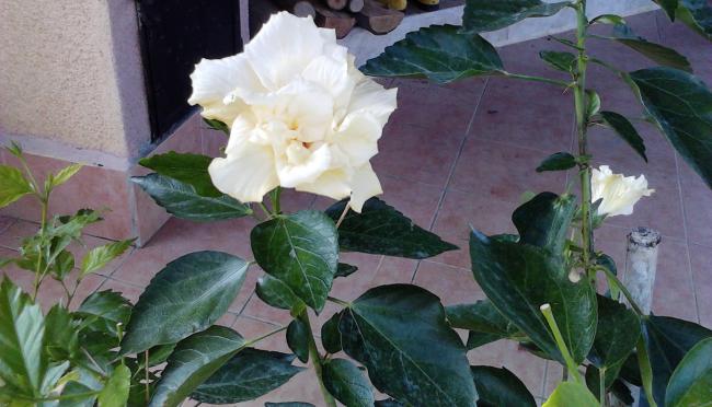 Name:  IMG_20111106_101138.jpg
Views: 878
Size:  42.7 KB