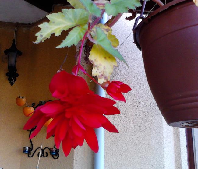 Name:  IMG_20111106_101221.jpg
Views: 1008
Size:  49.8 KB