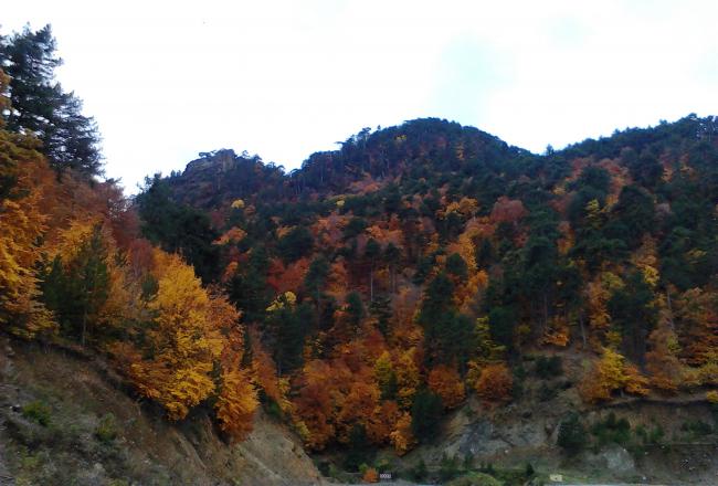 Name:  IMG_20111110_081226.jpg
Views: 908
Size:  44.3 KB