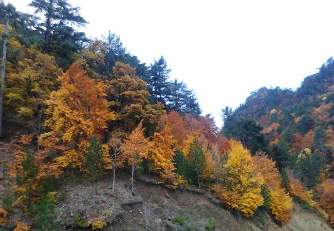 Name:  IMG_20111110_081346.jpg
Views: 910
Size:  62.0 KB