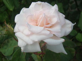 Name:  DSC00001.jpg
Views: 1487
Size:  17.9 KB