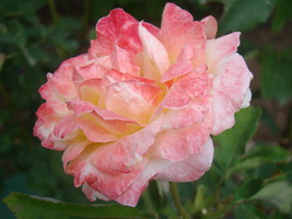 Name:  DSC00002.JPG
Views: 1498
Size:  39.8 KB