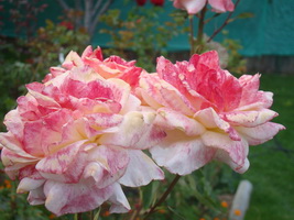 Name:  DSC00003.JPG
Views: 1486
Size:  46.9 KB