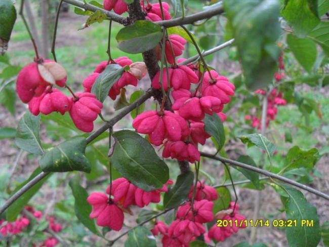 Name:  066.jpg
Views: 1343
Size:  52.8 KB