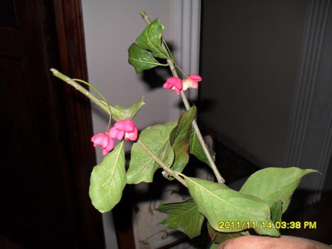 Name:  070.jpg
Views: 888
Size:  30.1 KB