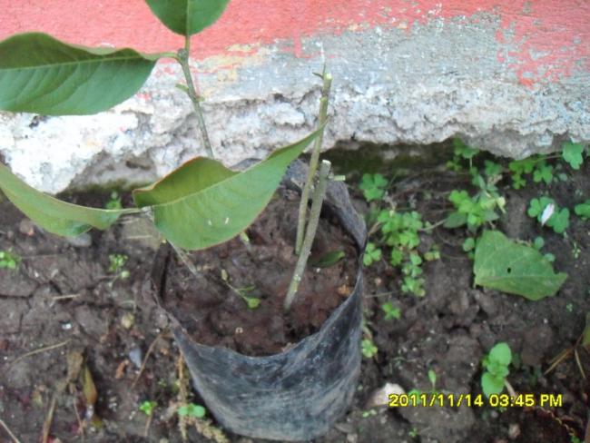 Name:  072.jpg
Views: 888
Size:  55.1 KB