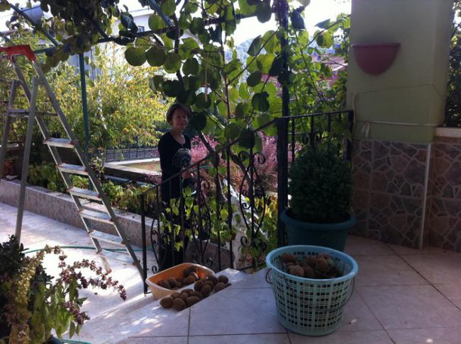 Name:  kiwi.jpg
Views: 1073
Size:  65.7 KB