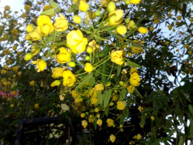 Name:  sinamek.jpg
Views: 1298
Size:  66.0 KB