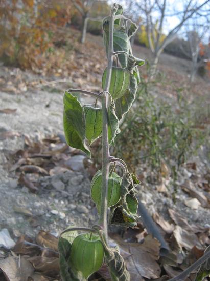 Name:  altn ilek1.JPG
Views: 1216
Size:  50.0 KB