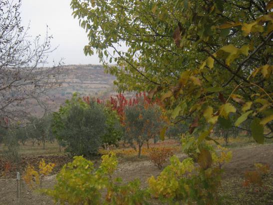 Name:  sonbahar4.jpg
Views: 1151
Size:  48.3 KB