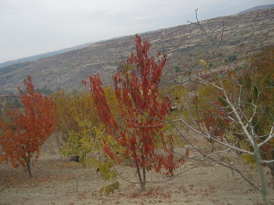 Name:  sonbahar8.JPG
Views: 1089
Size:  58.4 KB