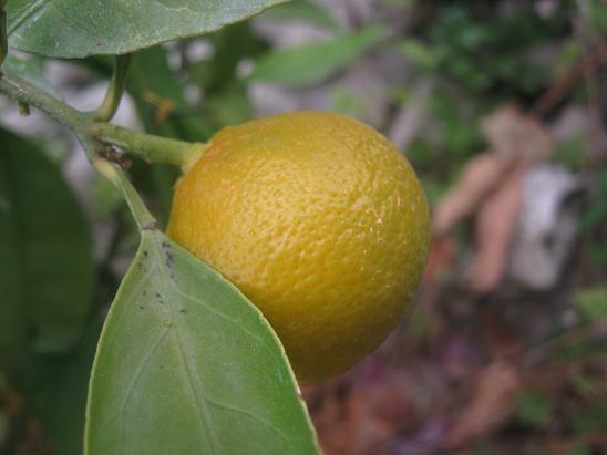 Name:  mandalina.JPG
Views: 1205
Size:  36.9 KB