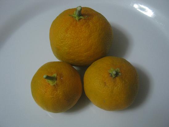 Name:  mandalinler.JPG
Views: 902
Size:  30.3 KB