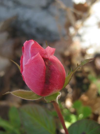 Name:  gonca.JPG
Views: 877
Size:  27.9 KB
