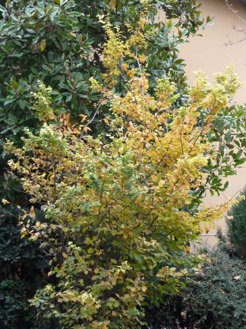 Name:  Bahe 20 11 2011 004.JPG
Views: 962
Size:  69.9 KB