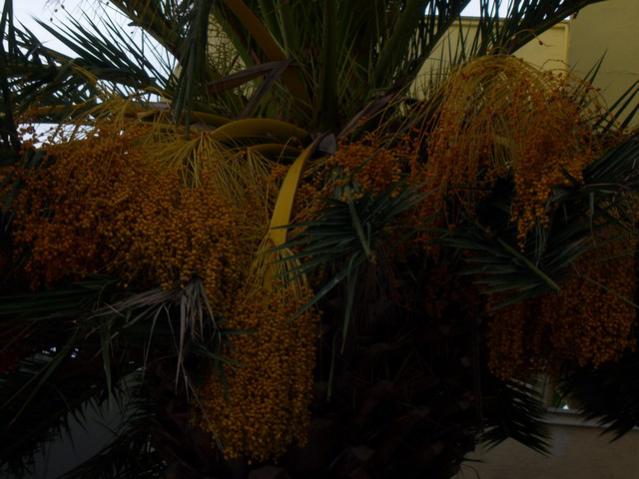 Name:  100_3560.jpg
Views: 320
Size:  44.6 KB
