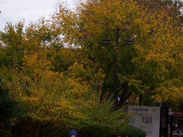 Name:  100_3562.jpg
Views: 355
Size:  62.2 KB