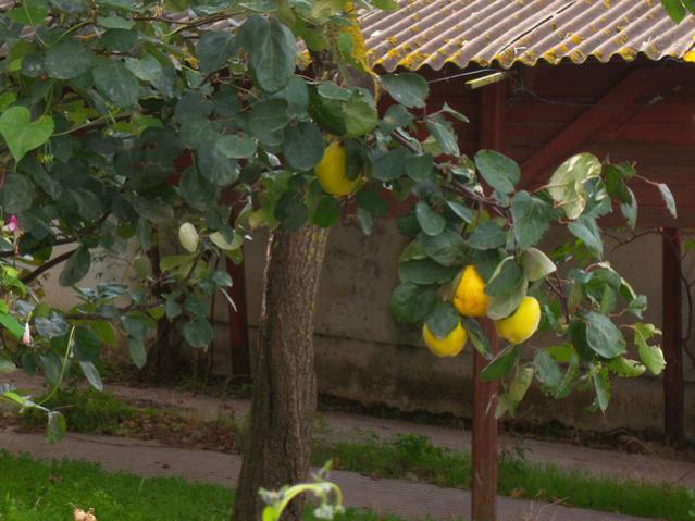 Name:  100_3589.jpg
Views: 334
Size:  50.5 KB