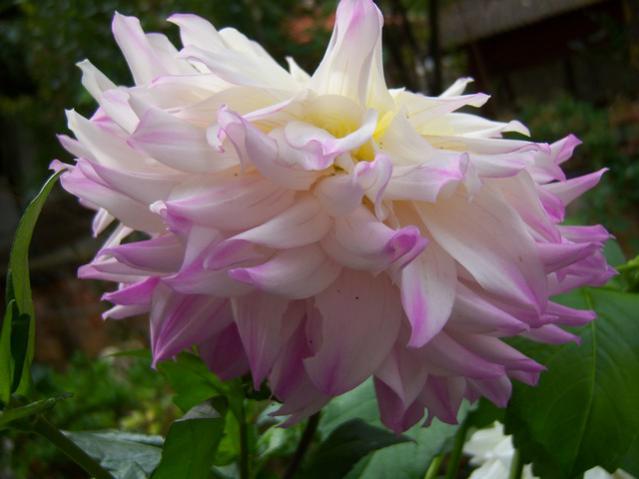 Name:  100_3595.jpg
Views: 327
Size:  33.7 KB