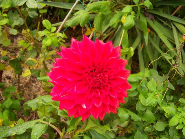 Name:  100_3597.jpg
Views: 345
Size:  57.4 KB