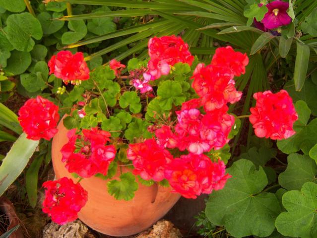 Name:  100_3606.jpg
Views: 361
Size:  56.0 KB