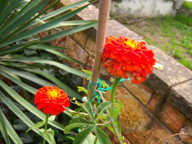 Name:  100_3609.jpg
Views: 364
Size:  53.7 KB