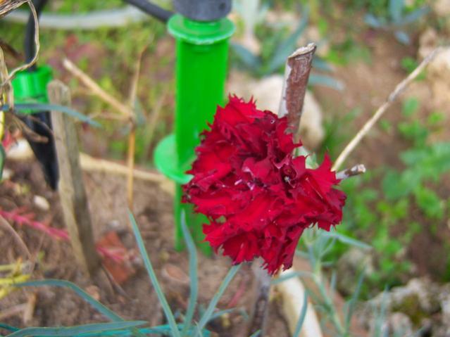 Name:  100_3610.jpg
Views: 336
Size:  39.1 KB