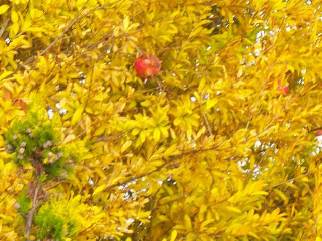 Name:  100_3617.jpg
Views: 338
Size:  67.1 KB