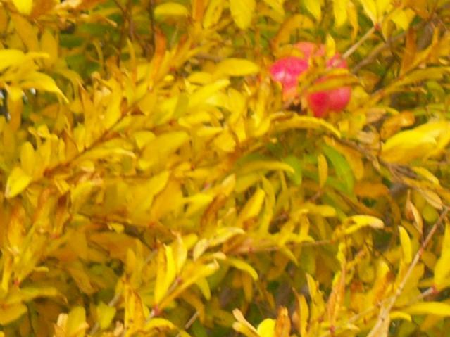 Name:  100_3618.jpg
Views: 317
Size:  45.1 KB