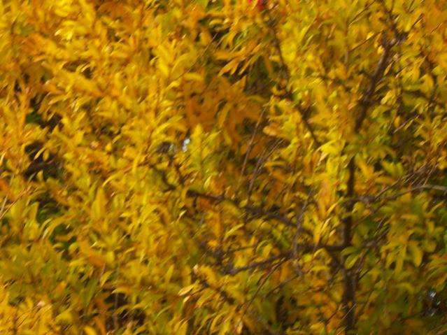 Name:  100_3619.jpg
Views: 339
Size:  59.9 KB