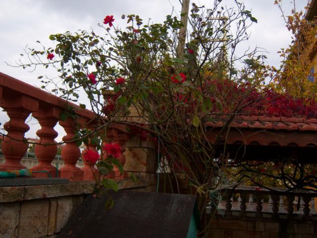 Name:  100_3620.jpg
Views: 340
Size:  60.0 KB
