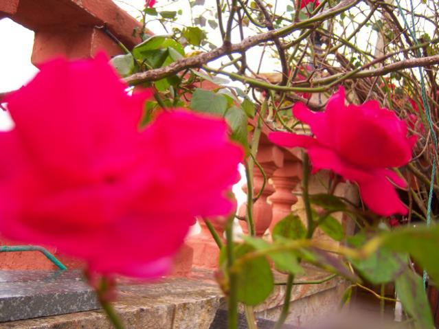 Name:  100_3621.jpg
Views: 348
Size:  49.0 KB