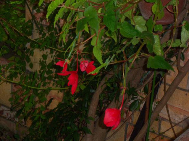 Name:  100_3628.jpg
Views: 332
Size:  48.1 KB