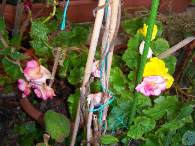 Name:  100_3631.jpg
Views: 344
Size:  55.6 KB