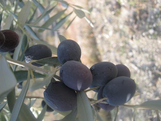 Name:  zeytin.JPG
Views: 824
Size:  43.5 KB