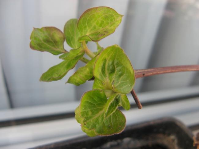 Name:  lir clematis.jpg
Views: 948
Size:  26.2 KB