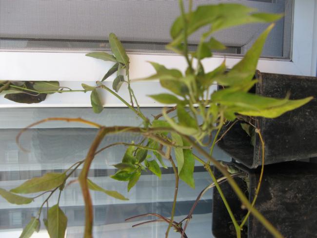 Name:  lir solanum.jpg
Views: 955
Size:  42.7 KB
