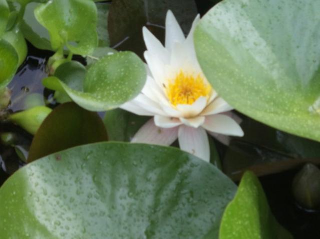 Name:  DSC00781.jpg
Views: 4350
Size:  29.6 KB
