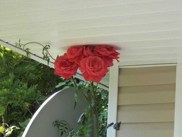 Name:  DSC00868.jpg
Views: 4397
Size:  31.6 KB