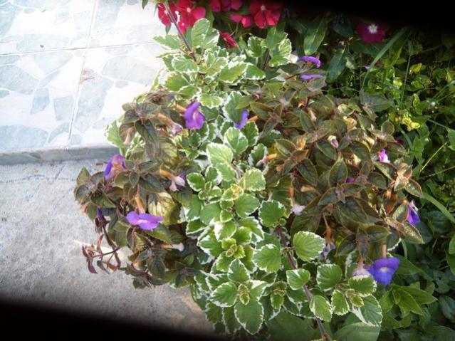 Name:  DSC01059.jpg
Views: 3970
Size:  63.5 KB
