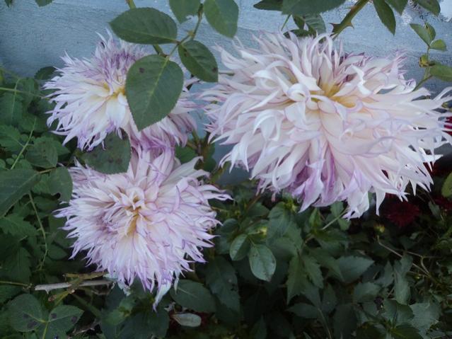 Name:  DSC01140.jpg
Views: 4772
Size:  50.4 KB