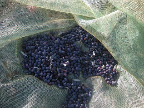 Name:  zeytin 1.jpg
Views: 849
Size:  62.9 KB